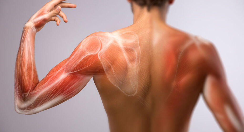 Muscle Injuries in Sport